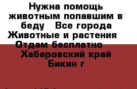 Нужна помощь животным попавшим в беду - Все города Животные и растения » Отдам бесплатно   . Хабаровский край,Бикин г.